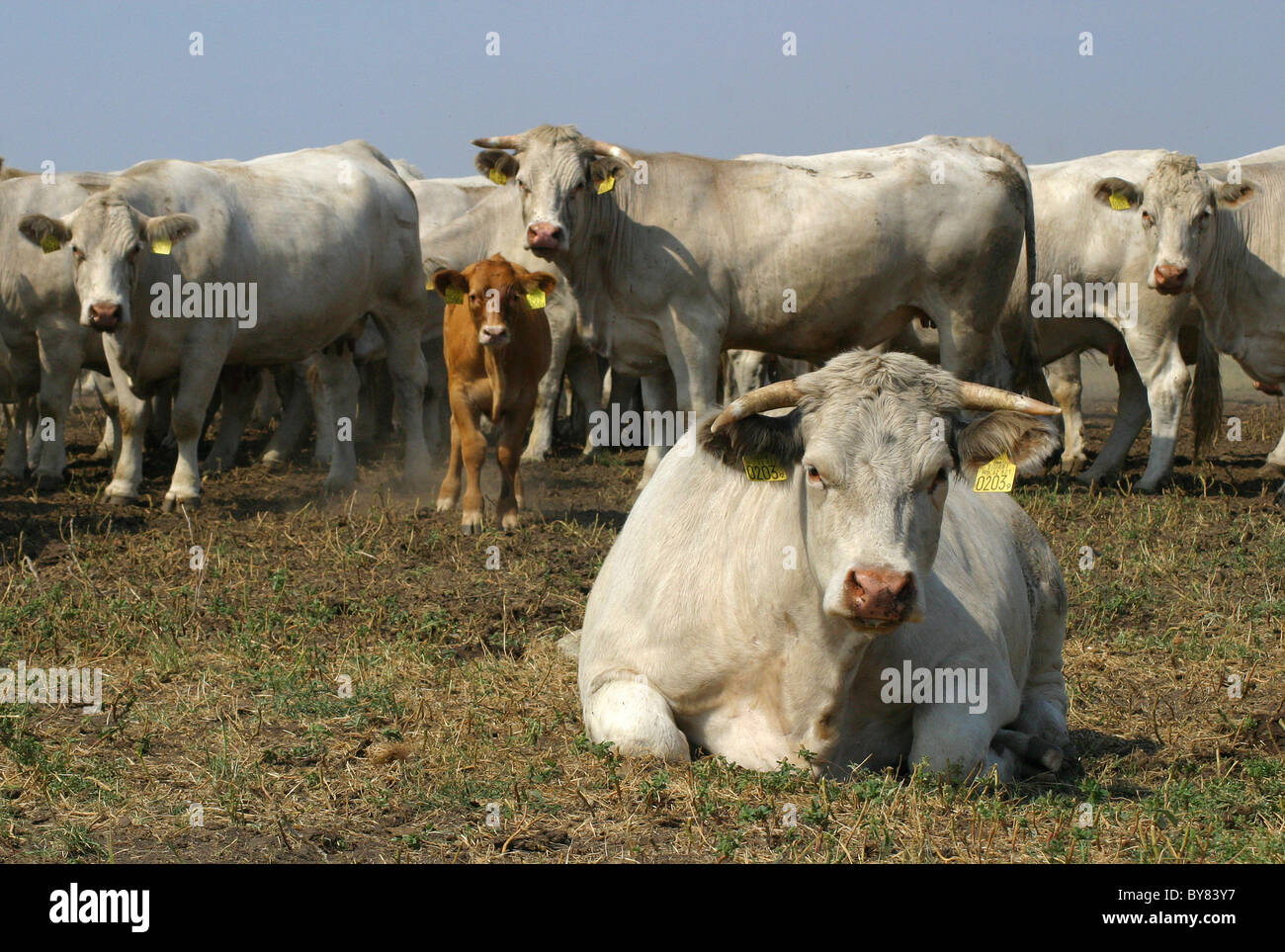 White charolais tipo mucca mandria sul campo. Foto Stock