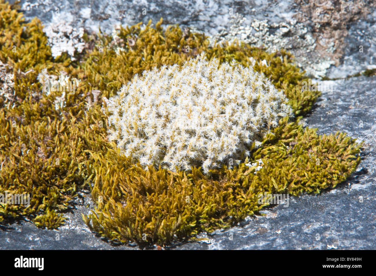 Racomitrium lanuginosum muschio cresce in Ainsworth Bay una insenatura costiera alimentato dall'acqua di disgelo del ghiacciaio Marinelli Tierra del Fuego Foto Stock