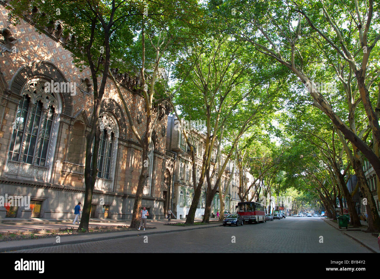 Ombreggiata strada di città con i grandi alberi Foto Stock