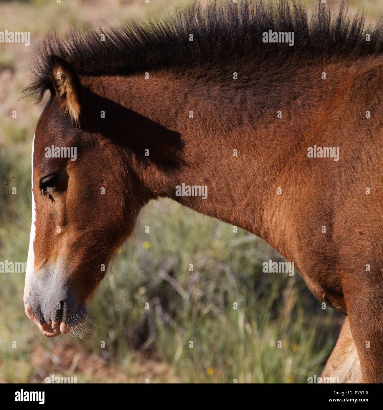 Bay Mustang puledro Closeup profilo Foto Stock