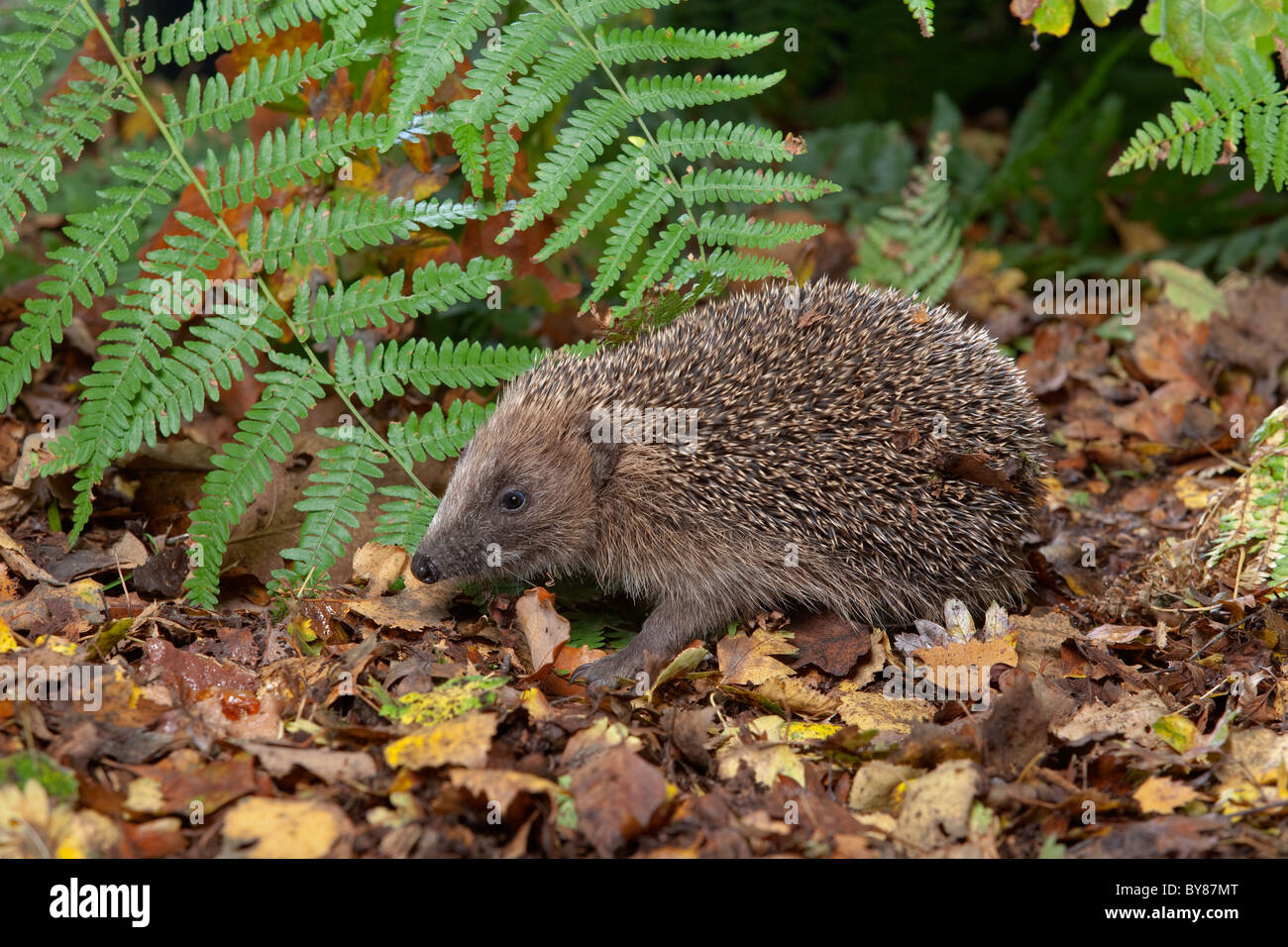 Riccio Erinaceus europaeus nella scena del giardino Foto Stock