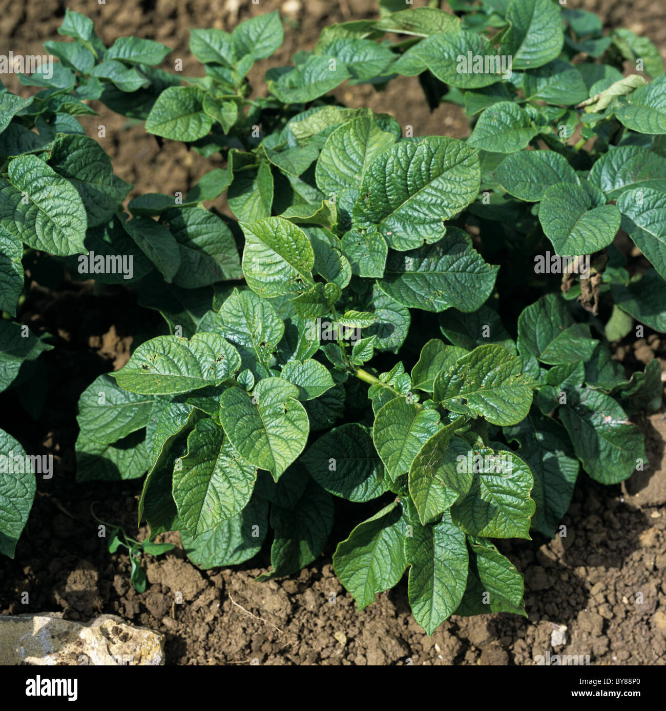 Gravi sintomi di Potato virus Y su una pianta di patata, Gloucestershire Foto Stock