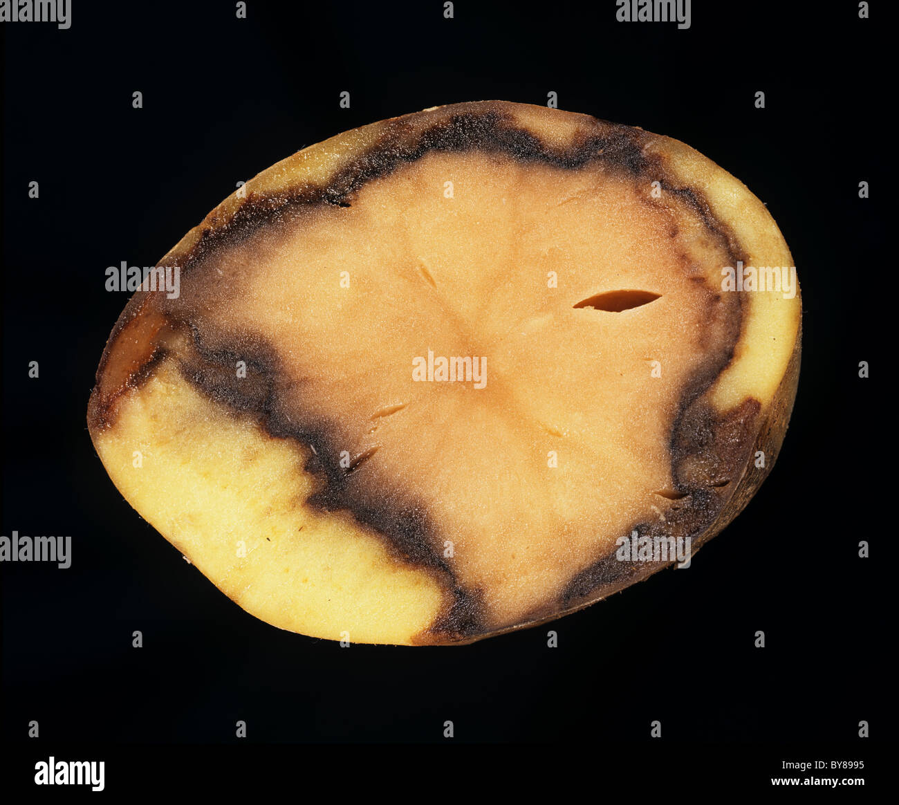 Sezione di una patata con marciume molle batterico (Pectobacterium carotovorum) Foto Stock