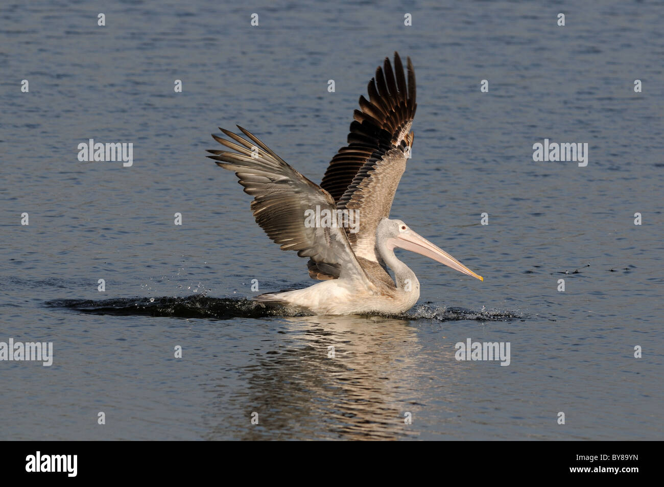 Spot fatturati Pelican nel suo habitat naturale Foto Stock