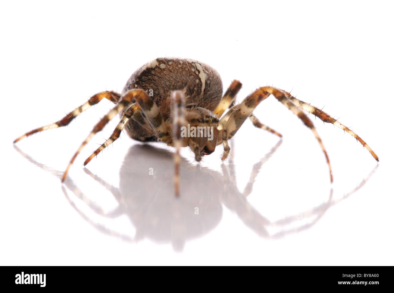 Giardino spider Araneus diadematus singolo adulto ritratto in studio REGNO UNITO Foto Stock