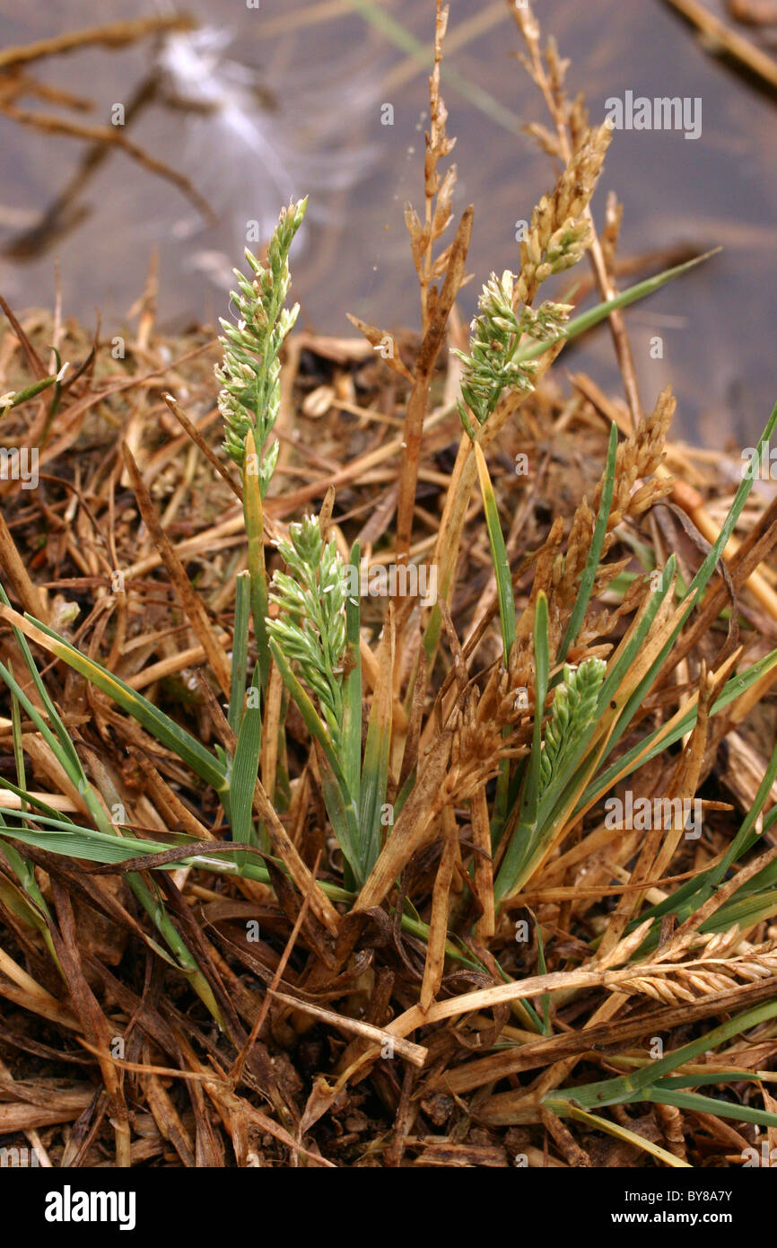 Saltmarsh rigide-erba / British Alkaligrass (Puccinellia rupestris : Poaceae), UK. Foto Stock
