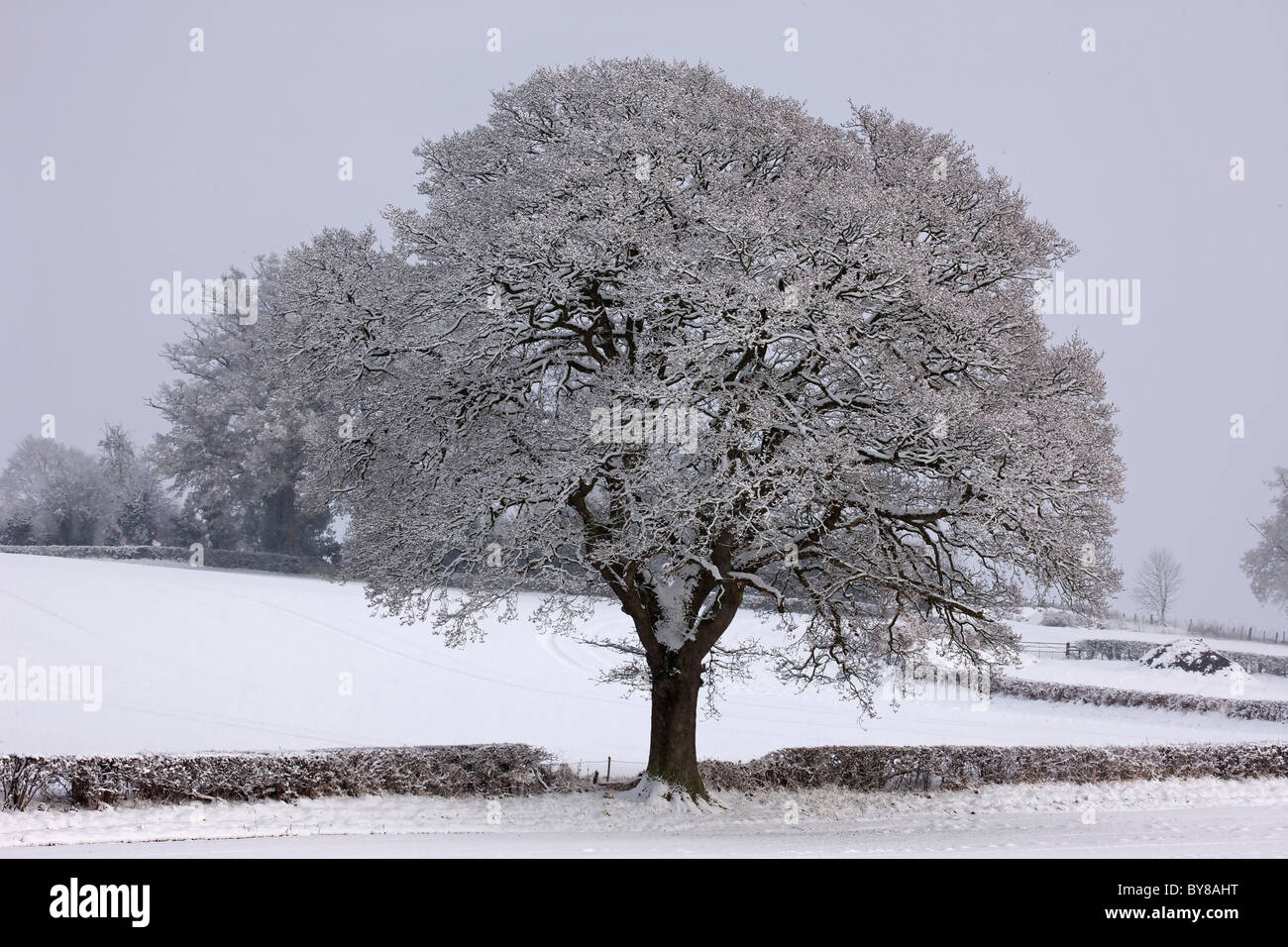 Scena invernale - neve sulla coppia quercia (Quercus) - Hereforeshire - UK - Dicembre 2010 Foto Stock