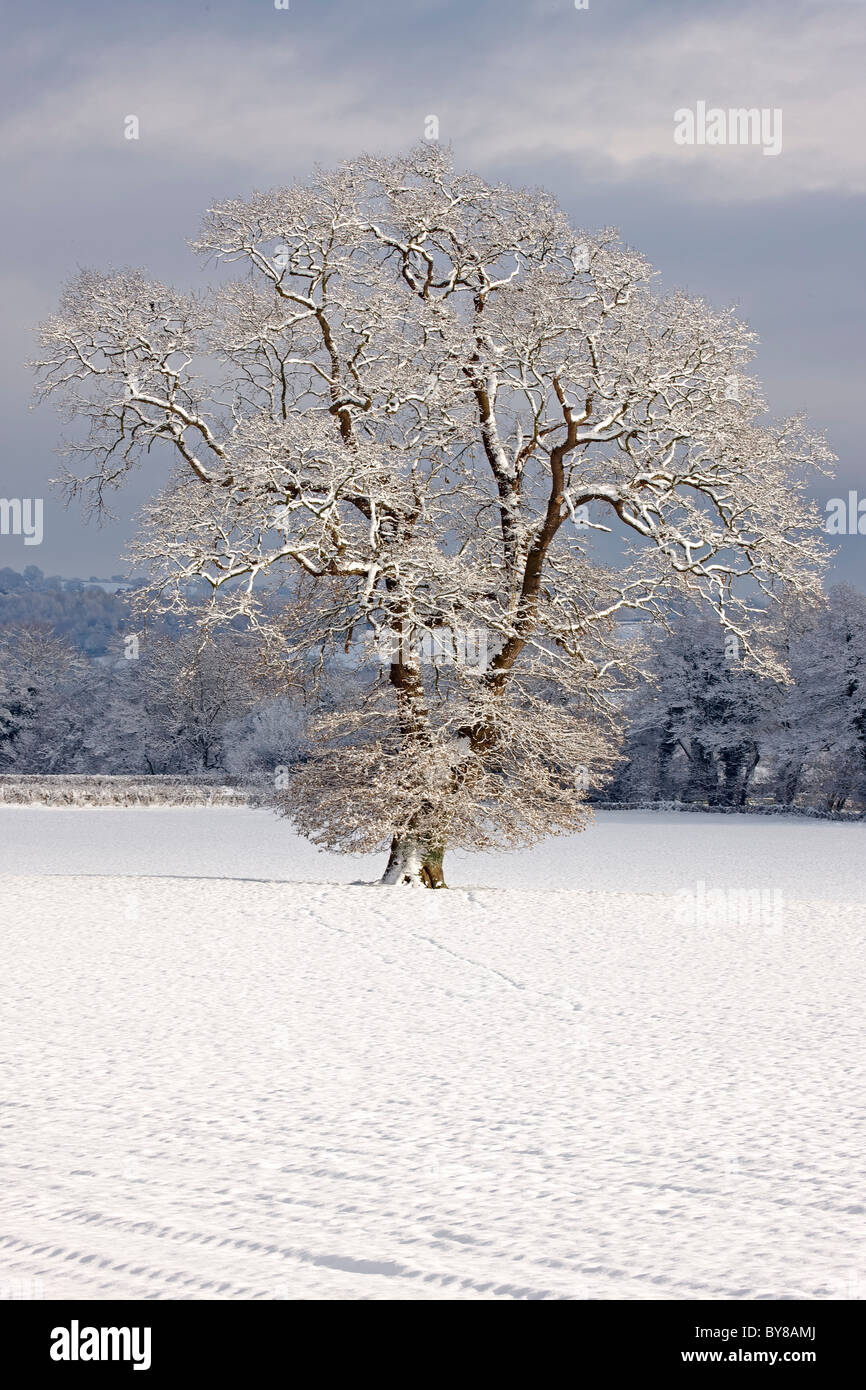 Scena invernale - neve sulla coppia quercia (Quercus) - Hereforeshire - UK - Dicembre 2010 Foto Stock