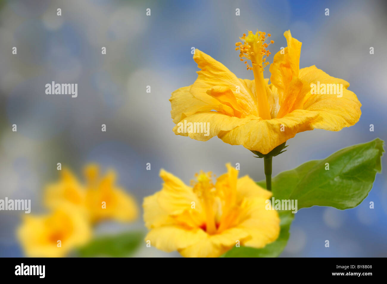 Giallo fiori di ibisco su un dolce sottofondo Foto Stock