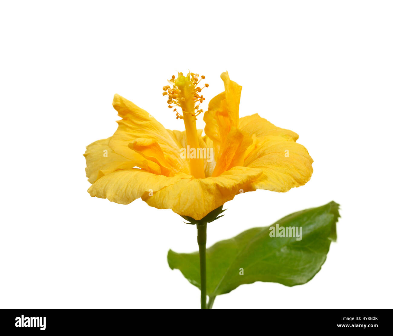 Grande giallo dei fiori di ibisco isolati su sfondo bianco Foto Stock