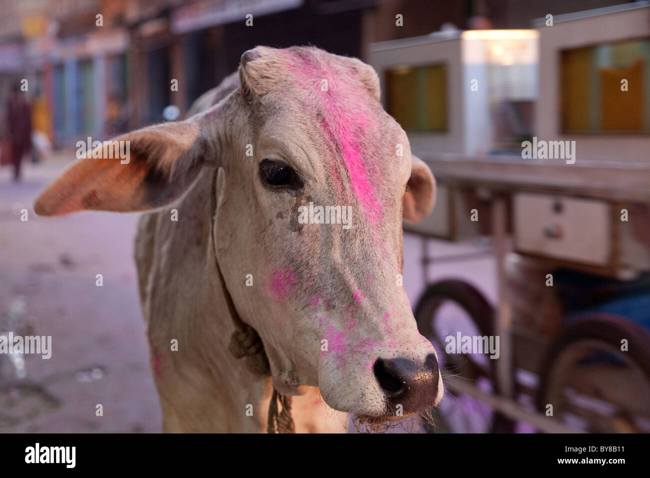 India Rajasthan, Jodhpur, mucca dipinta con brillante vernice in polvere come parte di Indian Holi festival Foto Stock