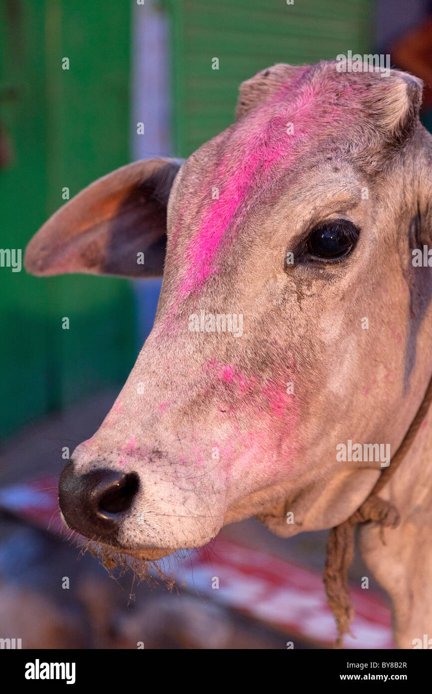 India Rajasthan, Jodhpur, mucca dipinta con brillante vernice in polvere come parte di Indian Holi festival Foto Stock