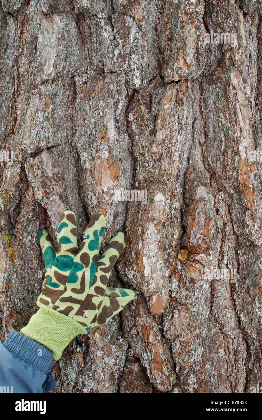 Dettaglio di corteccia di un massiccio Abete bianco con mano adulta per la scala. Fotografia scattata in una foresta vergine nel nord del Minnesota. Foto Stock