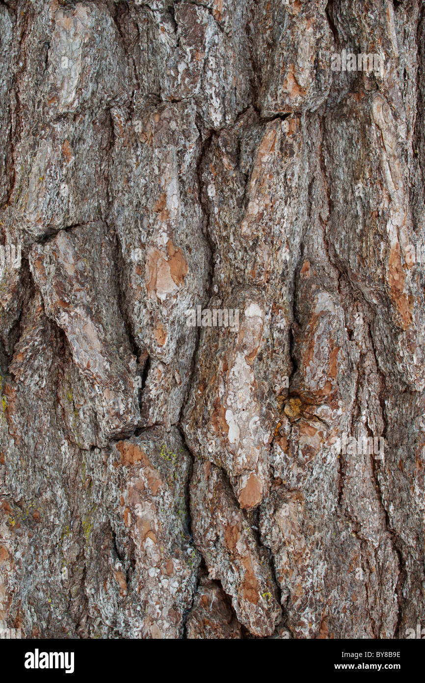 Dettaglio corteccia di un massiccio pino bianco; fotografia scattata in una foresta vergine nel nord del Minnesota, dove alcuni alberi risalgono a centinaia di anni fa. Foto Stock