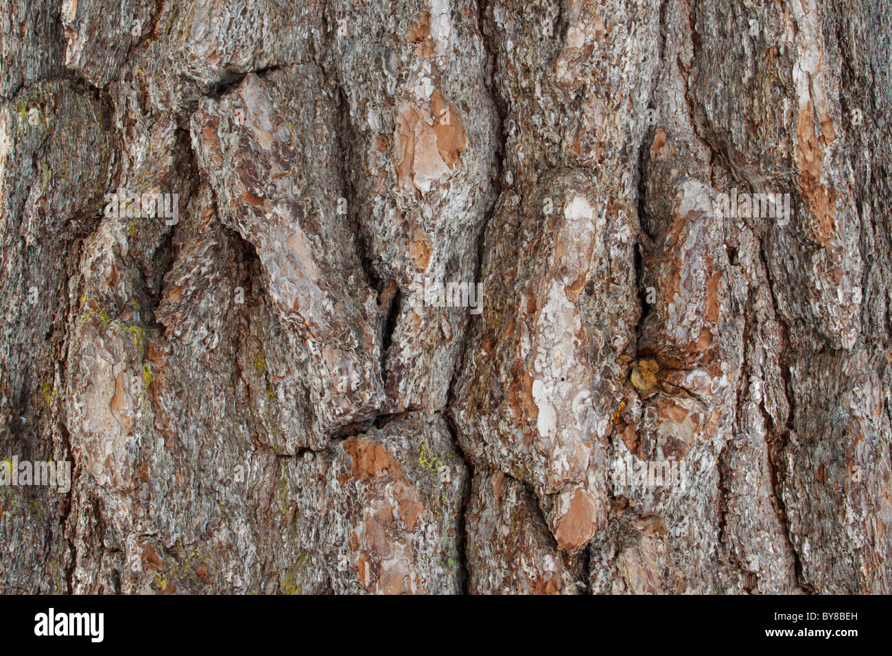 Dettaglio di corteccia di un massiccio Abete bianco; fotografia scattata in una foresta vergine nel nord MN dove alcuni alberi data centinaia di anni. Foto Stock