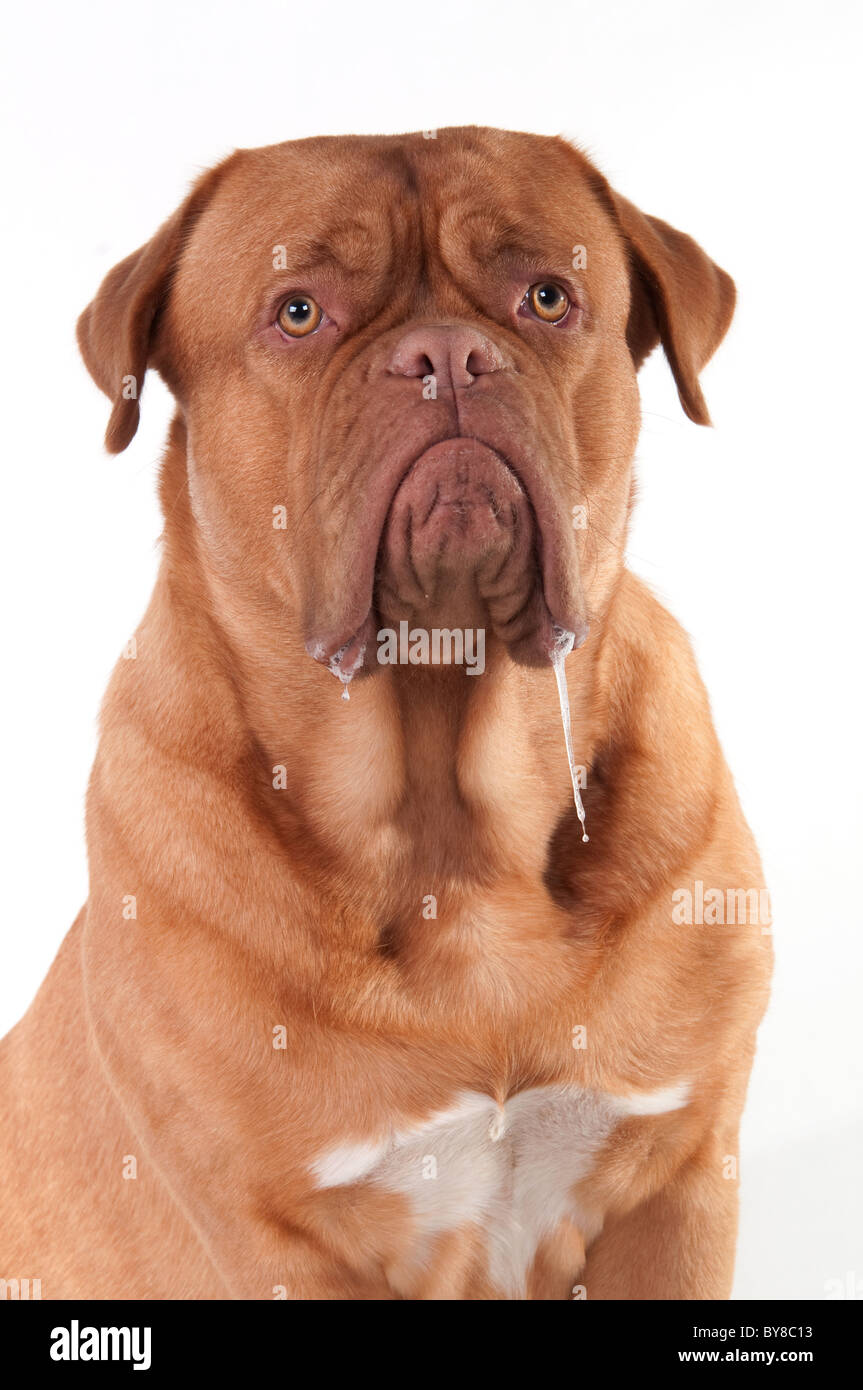 Dribbling cane di Dogue de Bordeaux razza, isolato su bianco Foto Stock