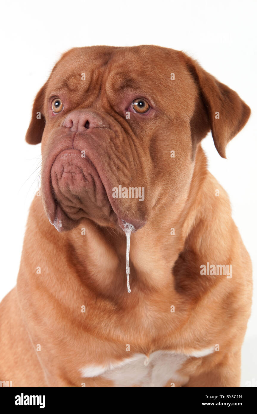Cane di Dogue de Bordeaux razza con la bava che cercano riposo Foto Stock