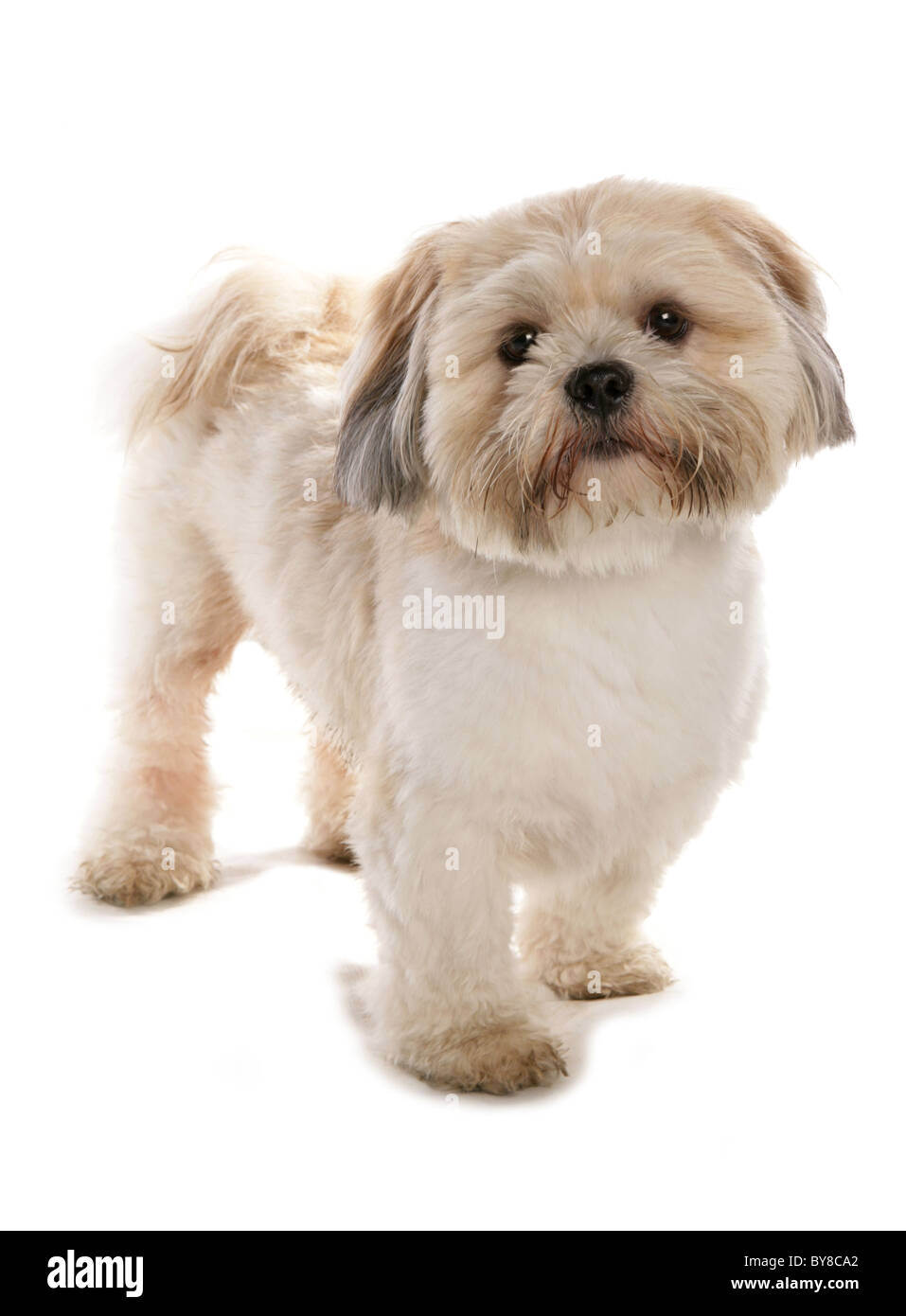 Lhasa Apso singolo adulto in piedi in un studio REGNO UNITO Foto Stock