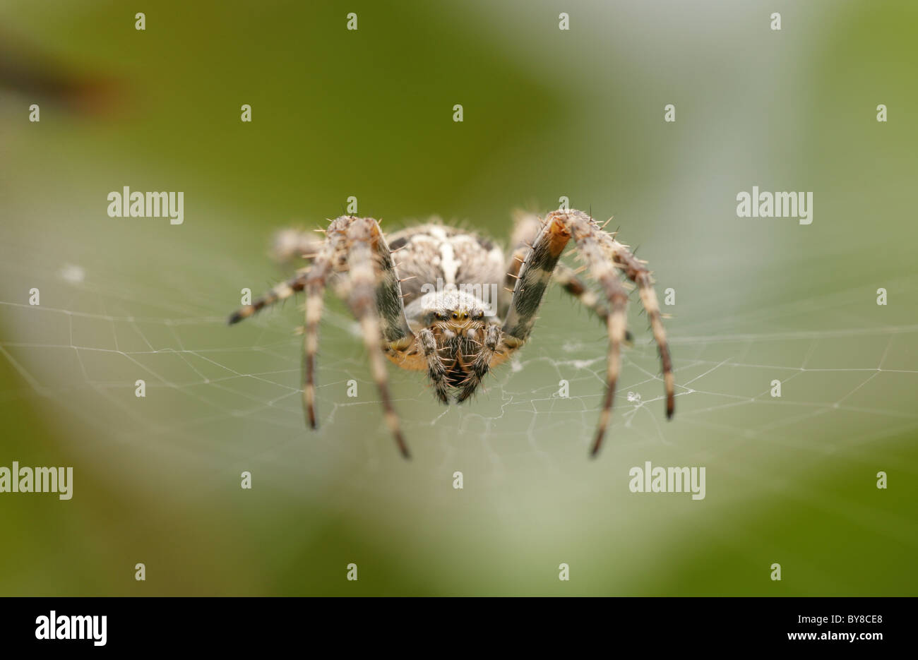Giardino Spider Araneus diadematus Ritratto di unica femmina adulta in web UK Foto Stock