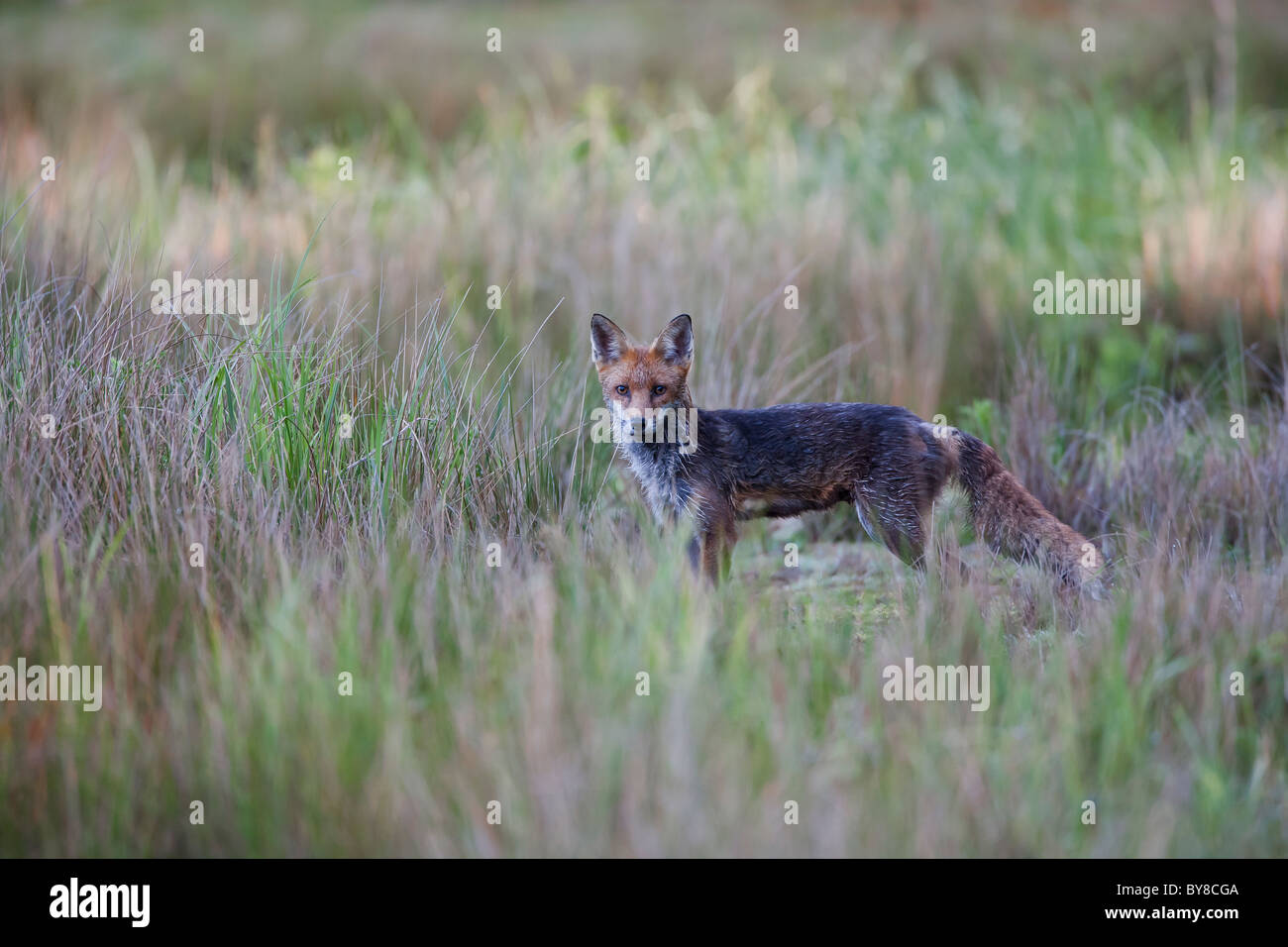Un buio fox nella brughiera di erba Foto Stock