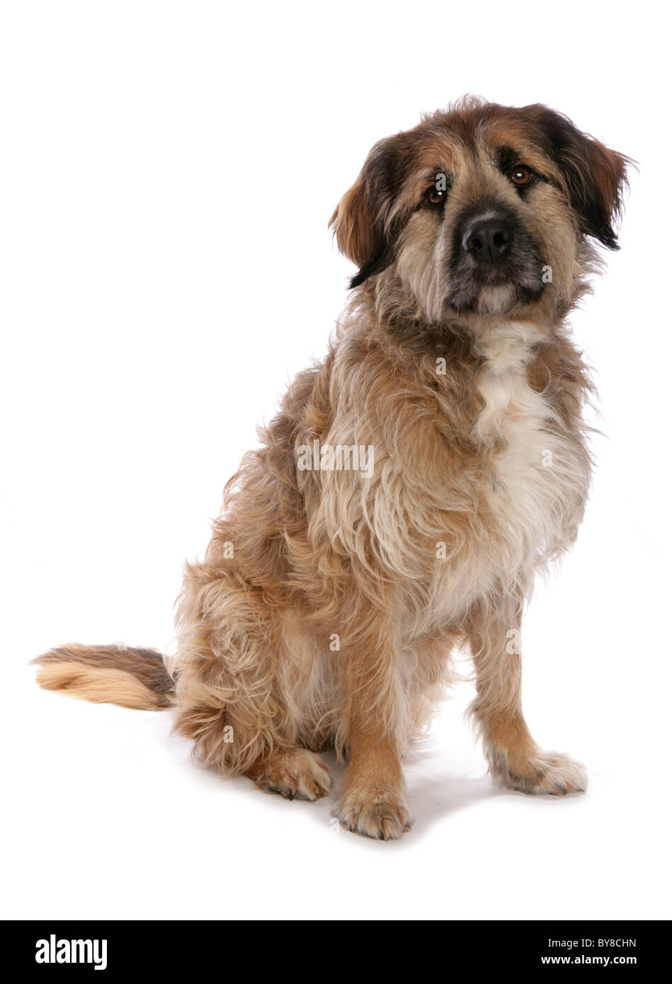 Mongrel singolo adulto seduto in Studio REGNO UNITO Foto Stock
