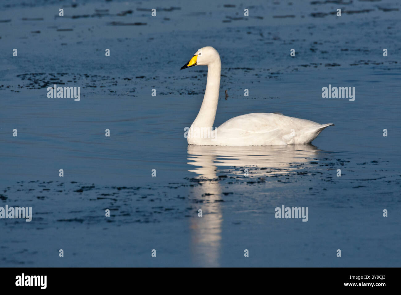 Whooper swan nuoto su una grande distesa di blu acqua congelata Foto Stock