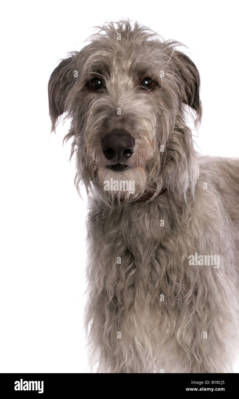 Deerhound singolo adulto ritratto in studio REGNO UNITO Foto Stock