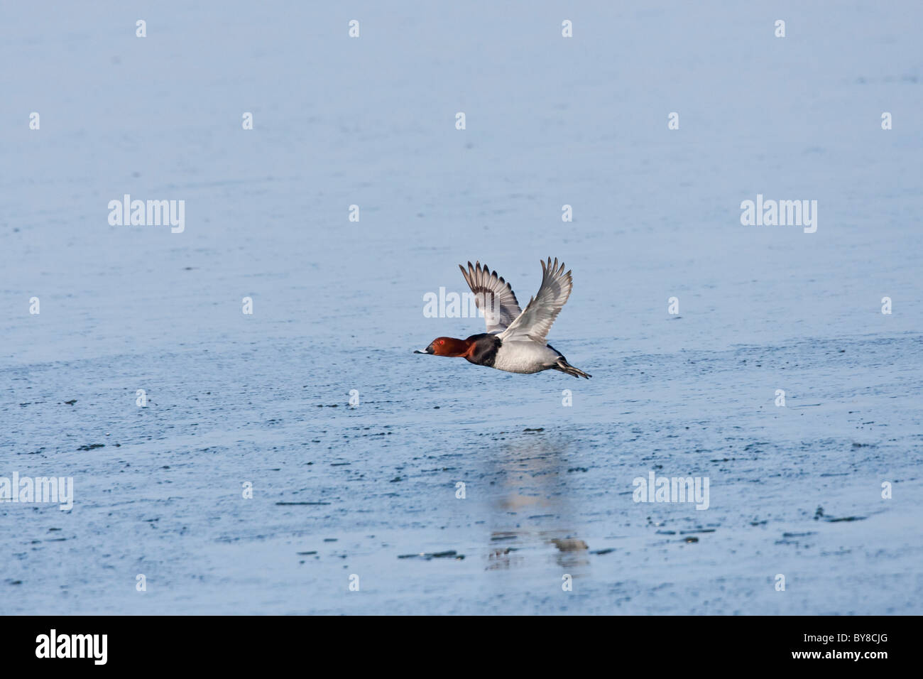 Maschio di anatra in volo su una distesa di blu acqua congelata Foto Stock