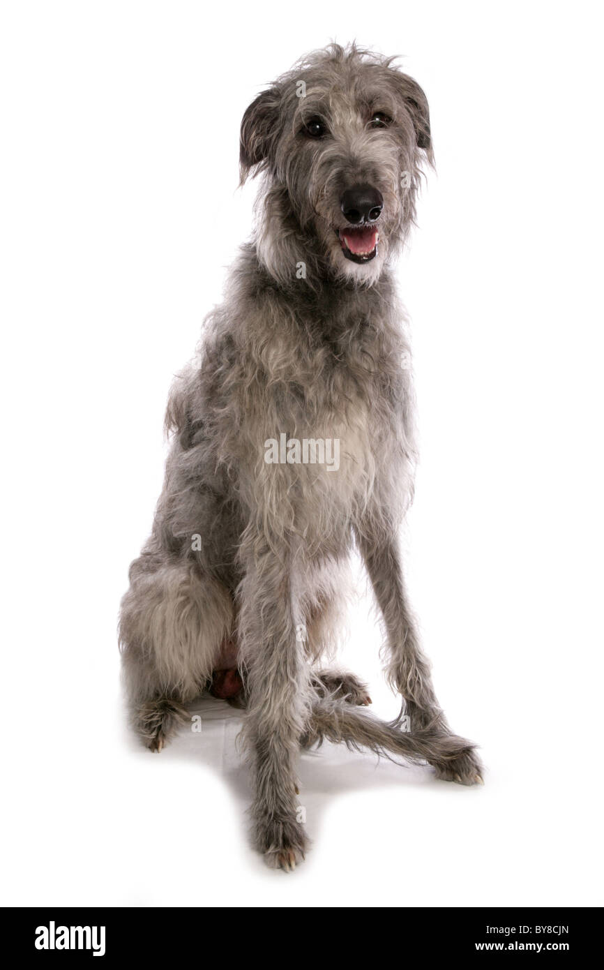 Deerhound singolo adulto seduto in studio REGNO UNITO Foto Stock