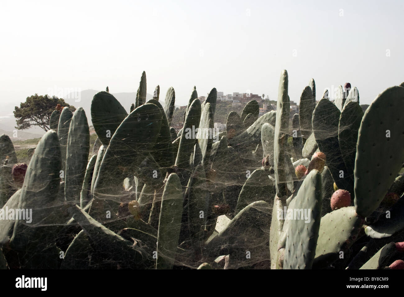 I cactus nel selvaggio vicino a Arona, Tenerife, Isole Canarie, Spagna Foto Stock