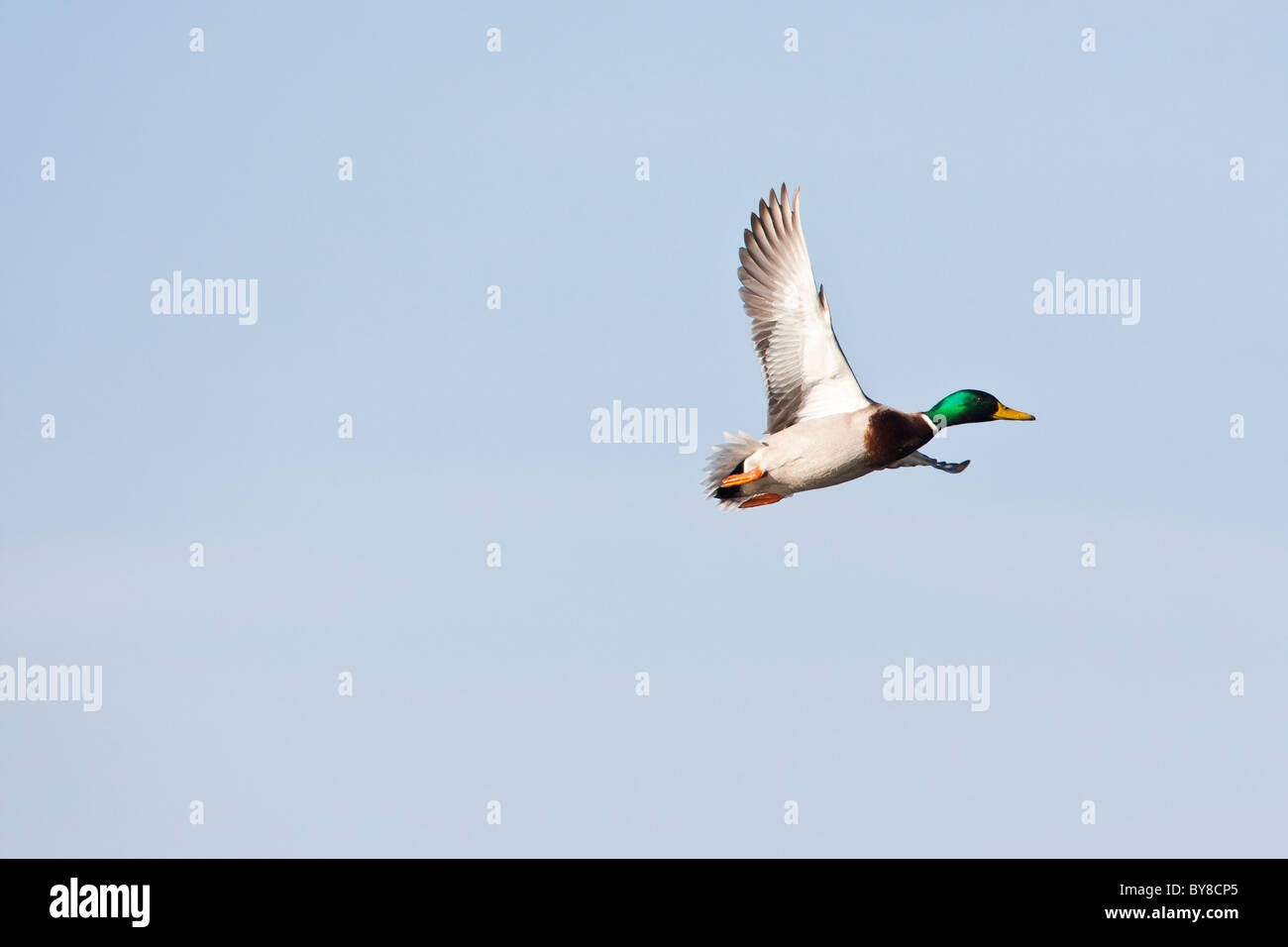 Maschio di Mallard duck in volo contro un cielo blu chiaro Foto Stock