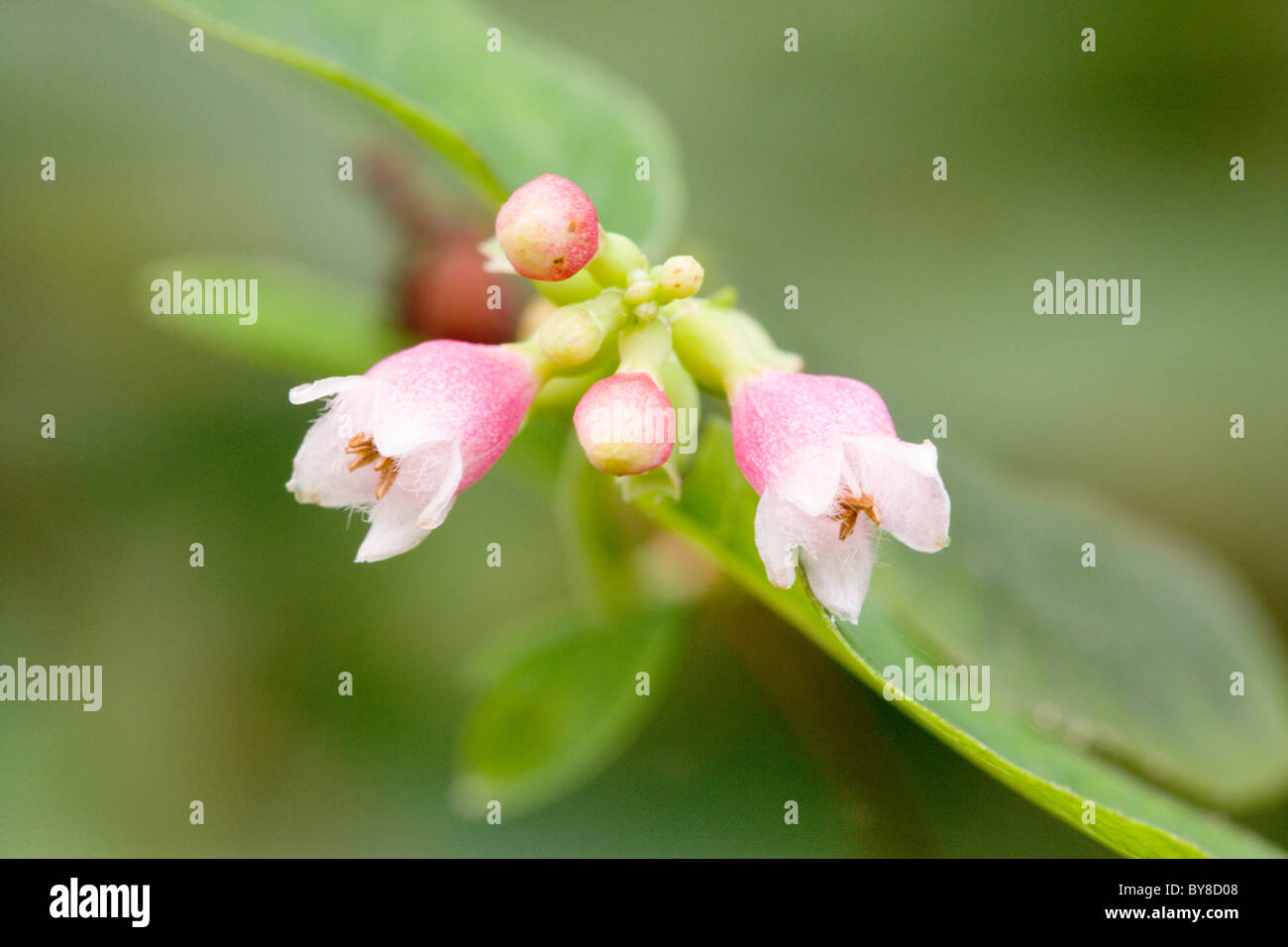 Snowberry, Symphoricarpos albus, fiori. Foto Stock