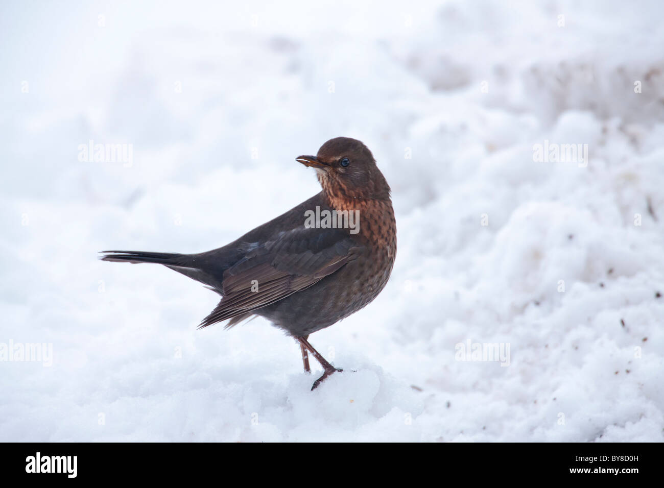 Merlo femmina contro uno sfondo di neve Foto Stock
