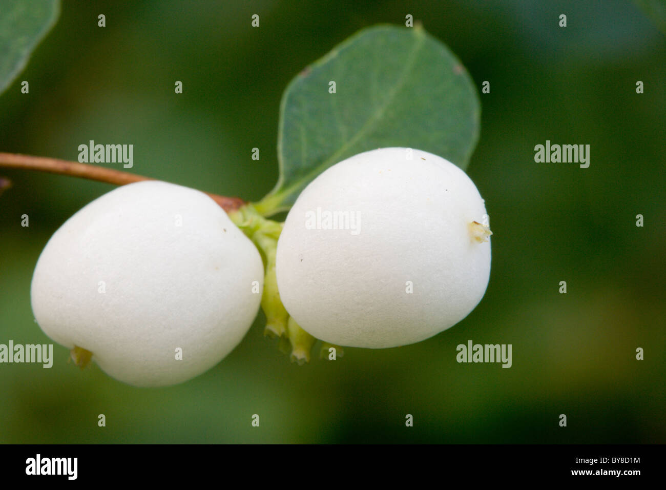Snowberry, Symphoricarpos albus, bacche. Foto Stock