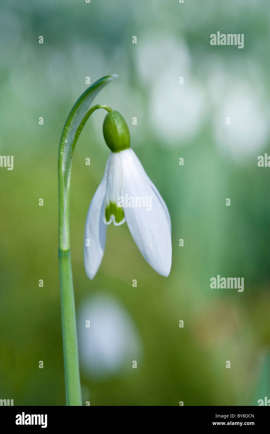 Snowdrop, Galanthus nivalis, unico fiore. Foto Stock