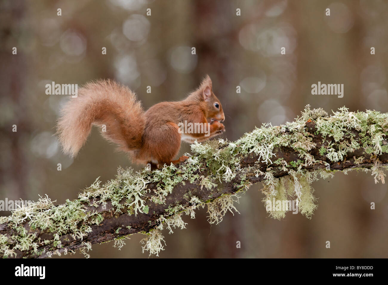 Scoiattolo rosso appollaiato su un lichene struttura coperta di mangiare una nocciola Foto Stock