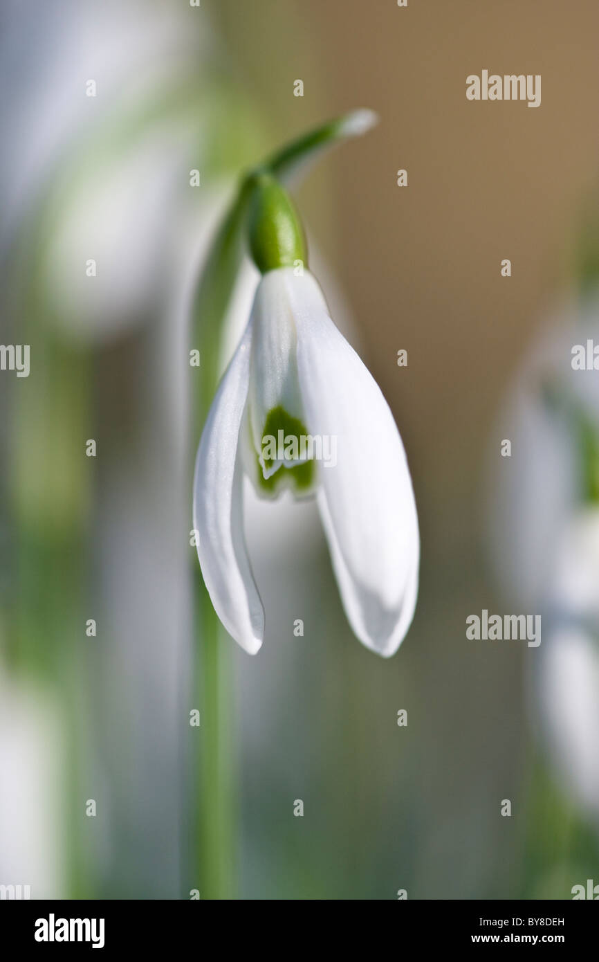 Snowdrop, Galanthus nivalis, unico fiore. Foto Stock