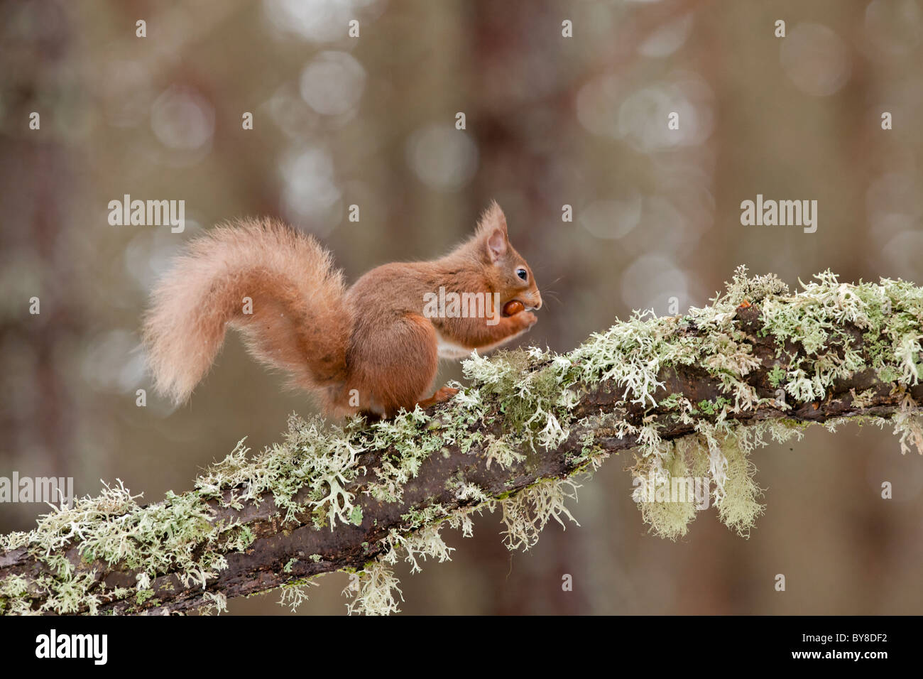 Scoiattolo rosso appollaiato su un lichene struttura coperta di mangiare una nocciola Foto Stock