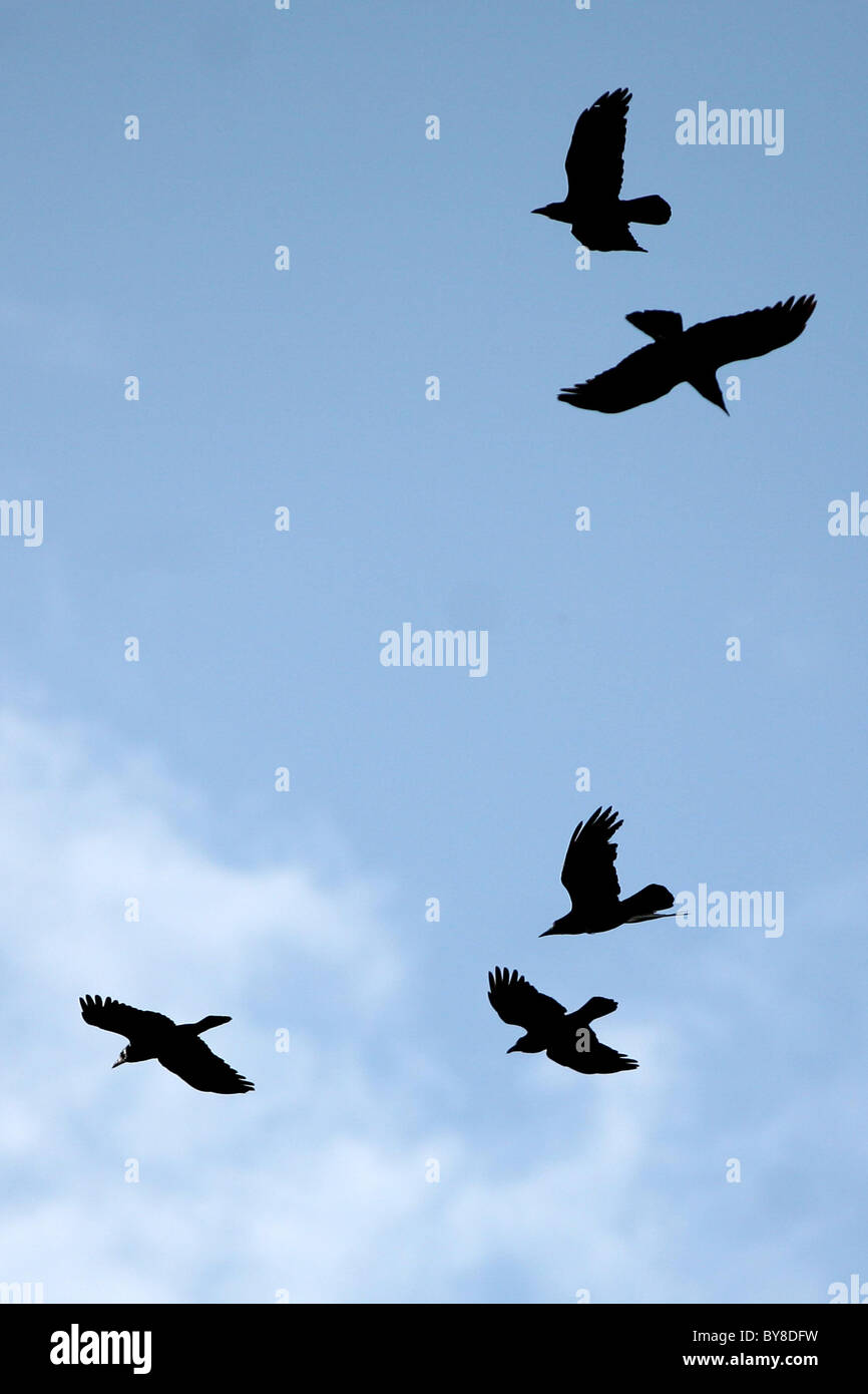 Rooks contro uccelli del cielo Foto Stock