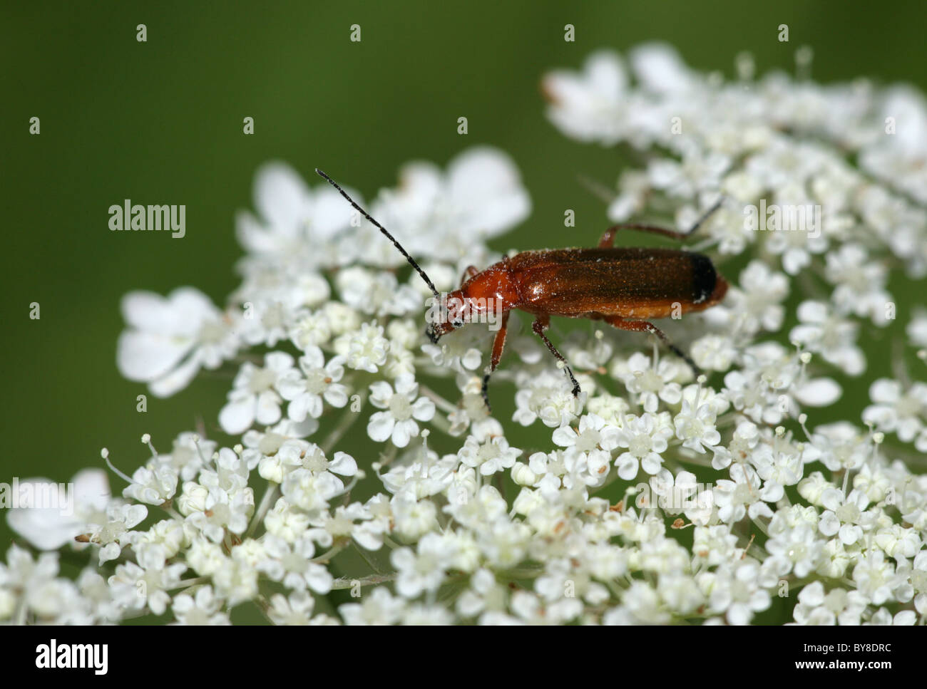 Comune soldato rosso beetle Rhagonycha fulva singolo adulto alimentazione su fiore Dorset, Regno Unito Foto Stock