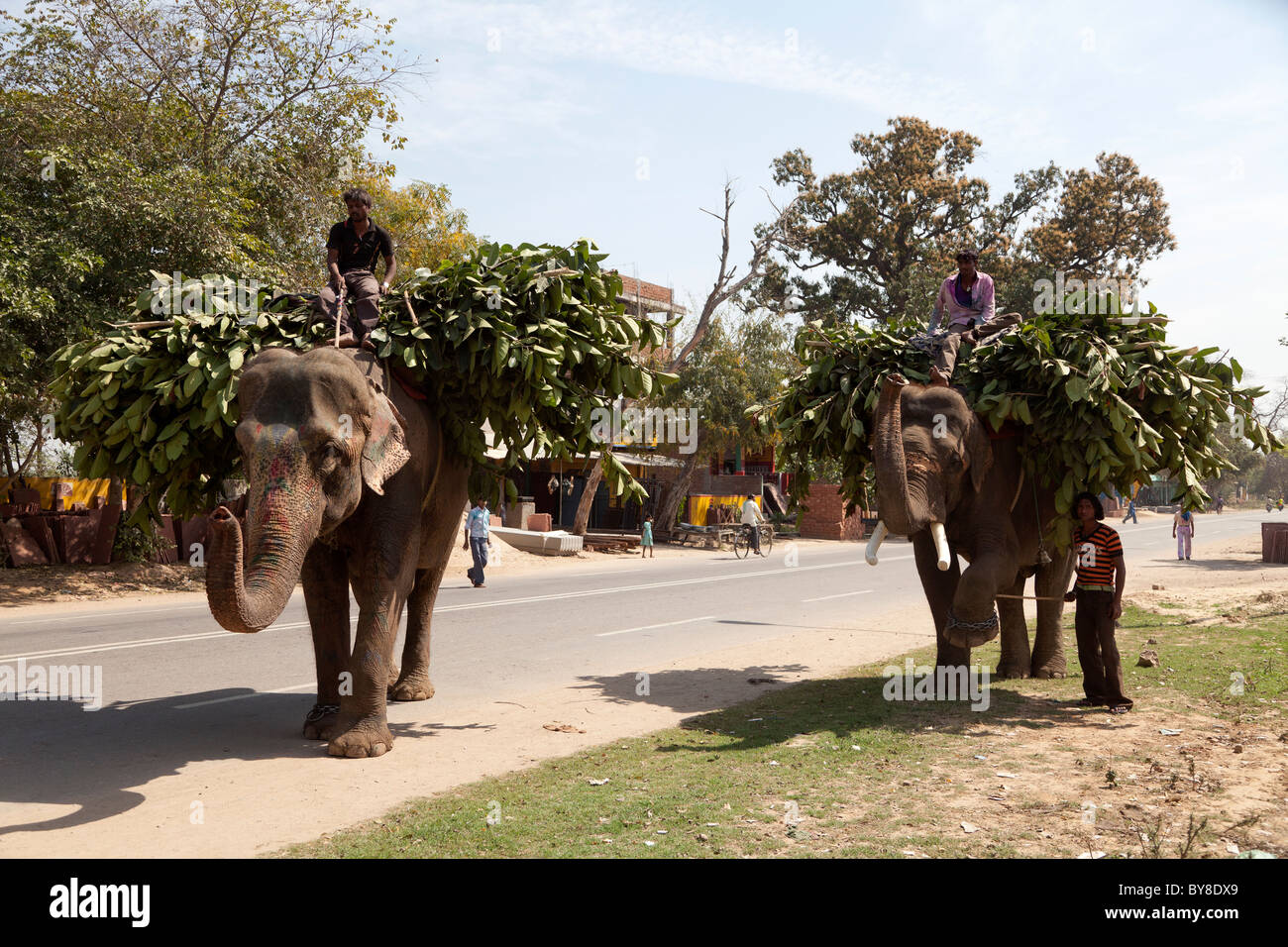 India, Uttar Pradesh, Agra, due elefanti di lavoro e mahouts Foto Stock