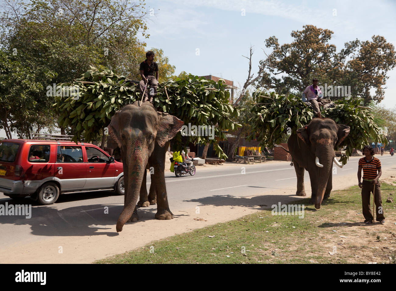 India, Uttar Pradesh, Agra, due elefanti di lavoro e mahouts Foto Stock