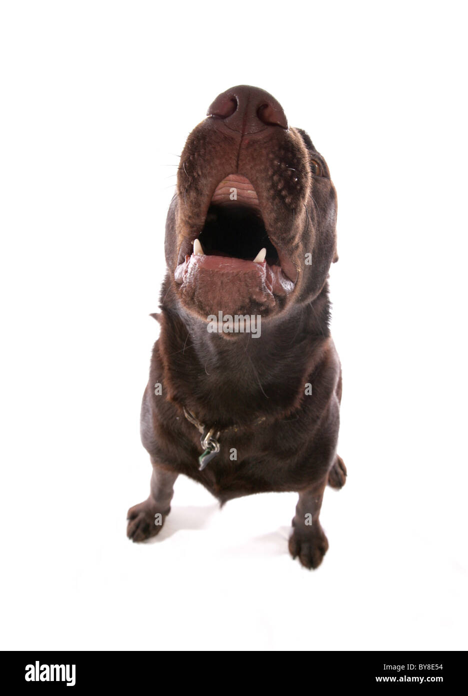 Il Labrador Retriever cucciolo singolo barking ampio angolo di Studio, REGNO UNITO Foto Stock