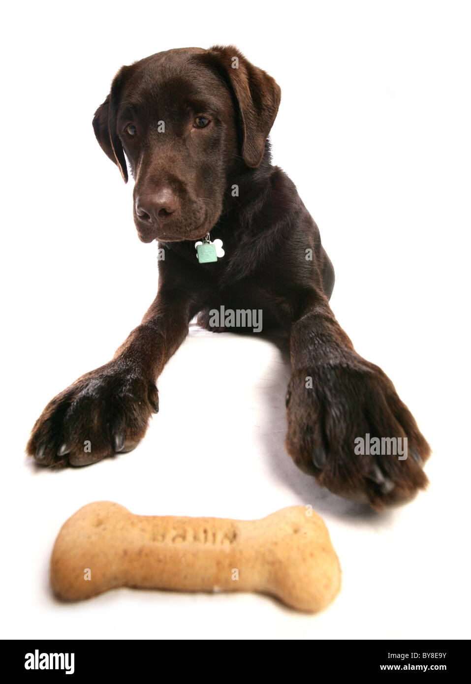 Il Labrador Retriever unico cucciolo raggiungendo per il trattamento di studio, REGNO UNITO Foto Stock