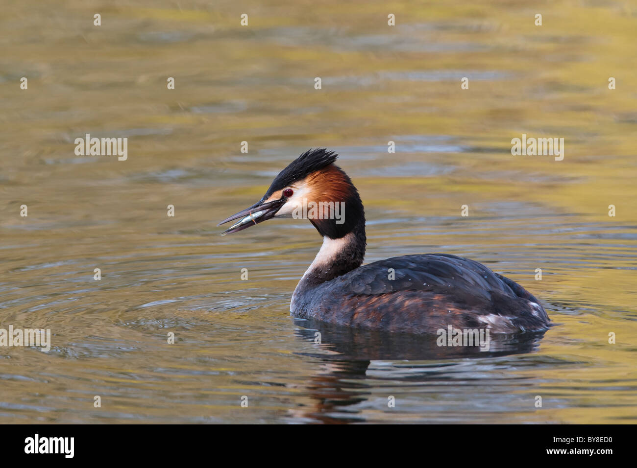 Svasso maggiore con un pesce nel becco Foto Stock