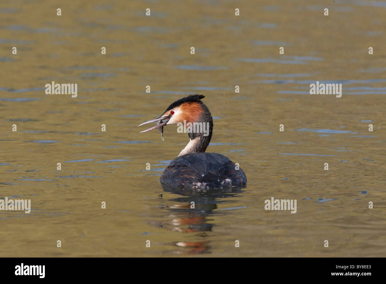 Svasso maggiore con un pesce nel becco Foto Stock