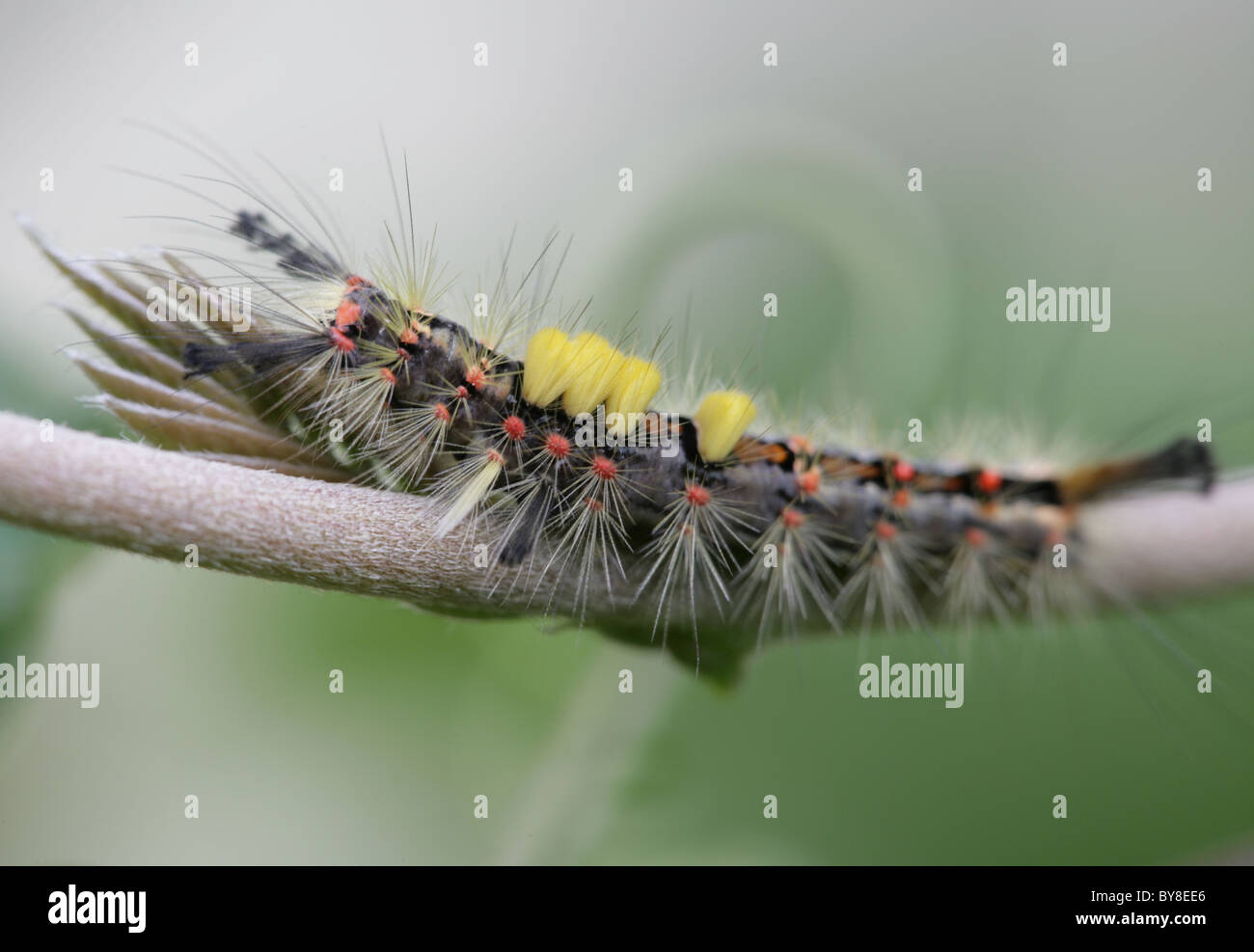 La Caterpillar Vaporer Orgyia antiqua singolo larva in appoggio sul ramoscello REGNO UNITO Foto Stock