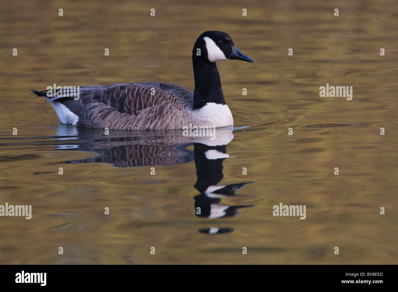 Canada Goose nuoto su un lago Foto Stock