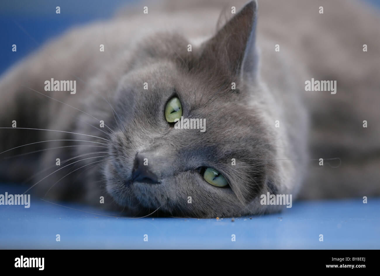 Il gatto domestico singolo adulto maschio UK di appoggio Foto Stock