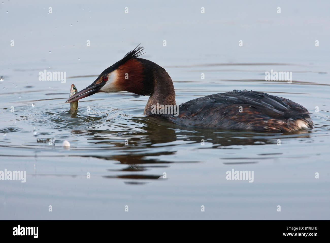 Svasso maggiore con un pesce nel becco Foto Stock